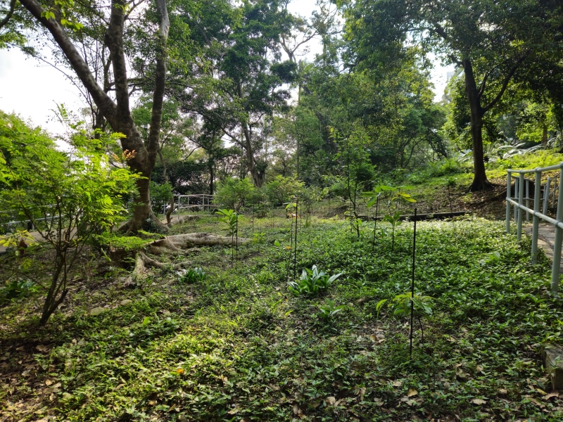 We have developed and published a Tree Felling and Planting Policy that provides guidelines for future contractors, ensuring that tree felling and planting activities prioritize the maximization of timber resources on-site while enhancing the ecological value of our campus through thoughtful planting proposals.