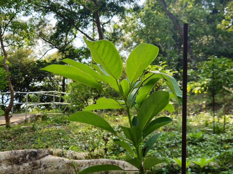 Understanding that the value of these trees extends beyond their potential as woodchips or high-quality timber, the University has coordinated with contractors to carefully fell the trees and send them to a local timber recycling company for drying, allowing for potential reuse in future campus developments.  