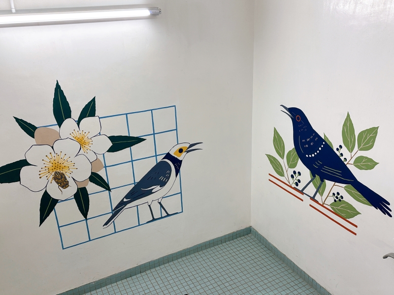 Black-collared Starling and the Chinese Gugertree, and Blue Whistling Thrush Eating Fruits of the Camphor Tree