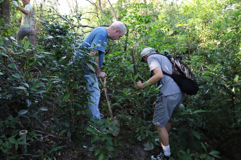 The objective was to rescue 40 native saplings from the woodland area where Research Building 2, a proof to HKUST's growth and success, is being constructed.