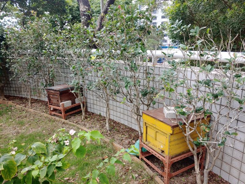 Two beehives have been settled at the backyard of the President Lodge.