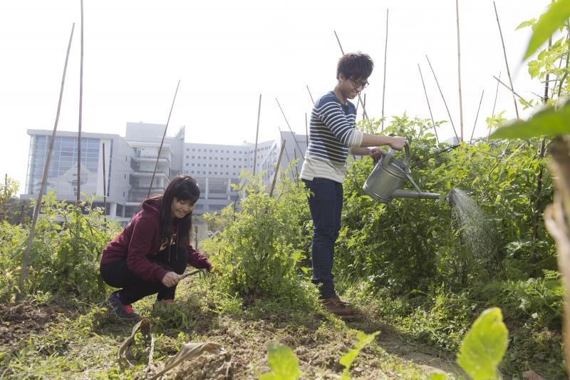 The HKUST Community Garden will serve the purpose of being both a peaceful sanctuary and a lively gathering place.